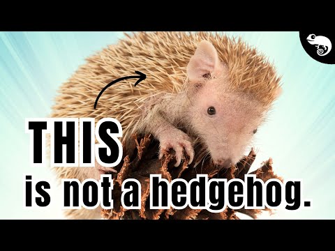 ELEPHANTS have WEIRD cousins (and some are coming BACK FROM THE DEAD)!