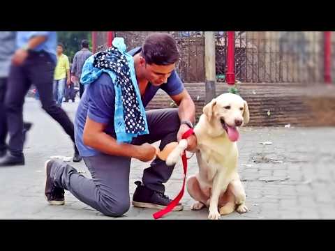 Akshay Kumar का कुत्ता बना मुंबई की 5 लड़कियों का सुपरहीरो! Holiday जबरदस्त Climax Comedy सीन