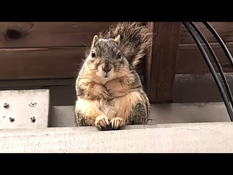 Squirrel gets woman to babysit her kids