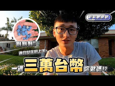 [2022]澳洲打工度假：一週可賺三萬台幣！|最適合女生及新手的農場工作！|我卻沒有很喜歡！？｜Working in Australia 🇦🇺