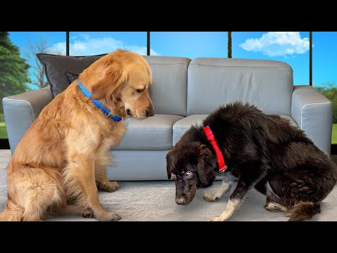 Golden Retriever Meets Completely Shut Down Rescue for the First Time