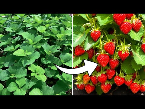 Grow Tons Of Strawberries, Not Leaves   Do This For Juicy Strawberries!