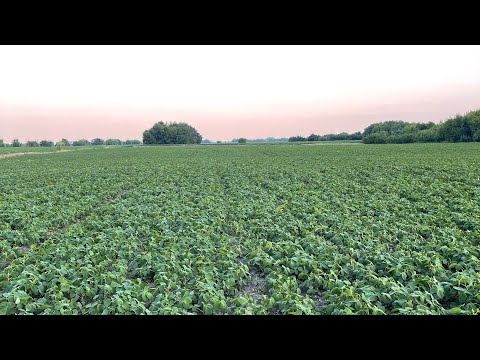Гіркий досвід,це також досвід.. Як виглядає соя пересіяла літом😔 Працюю гербіцидом та фунгіцидом‼️