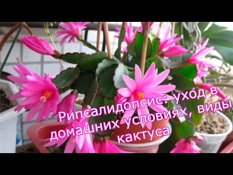 Рипсалидопсис : уход в домашних условиях, виды кактуса