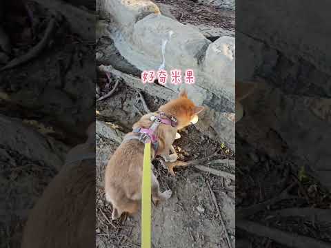 超級i狗米果妹第一次來到中正紀念堂😍 #dog #shibainu #旅行 #travel #柴犬 #pets #cutedog #doglife #可愛い #shiba#taipei#shorts