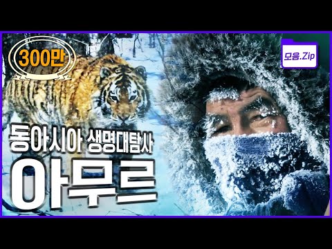 [명작다큐🎖️몰아보기] 대초원, 타이가, 강, 그리고 바다로 이어지는 대자연 | 2011 KBS 동아시아 생명대탐사 '아무르 Amur' 3부작