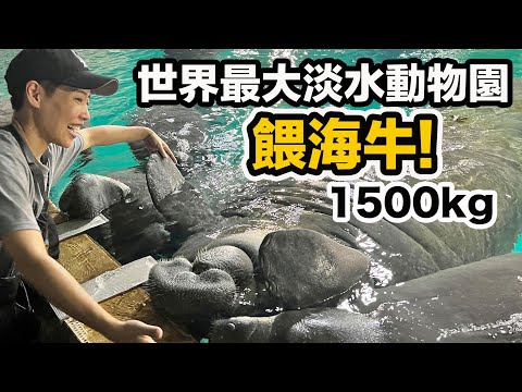 去新加坡找動物!海牛 巨魟 電鰻 巨獺 美洲豹 世界瀕危珍稀物種!River Wonders世界最大淡水動物園!