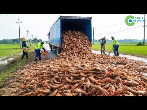China RELOCATED MILLIONS OF CRAYFISH TO RICE PADDIES - After 6 Months, The RESULTS WERE HORRIFYING