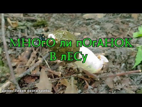 За весёлкой в лиственный лес | Много ли поганок в лесу