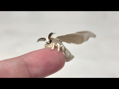 Watch a Silkworm Transform into a Moth! Adorable Silkworm Moth's Growth Journey (SUB WIP)