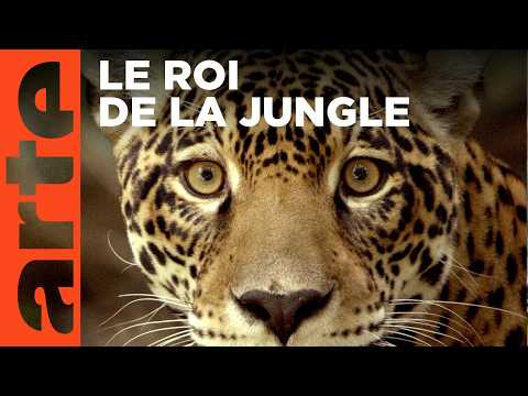 Sur la piste du jaguar au Guyana | ARTE Évasion