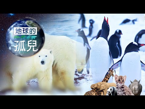 《地球的孤兒》遠征地球南北極，企鵝&北極熊 滅絕倒數 Orphans of the Earth Arctic ＆ Antarctica: Ground Zero of Mass Extinction