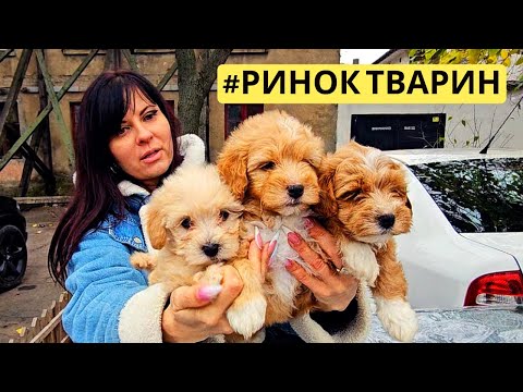 ⚓️ ОДЕСА 🐾 ВСЯ ПРАВДА ПРО РИНОК ТВАРИН 😱 ЛЕГЕНДАРНА СТАРОКОНКА 🐶 ОГЛЯД ВІД САН САНИЧА 📅 30.11.2025