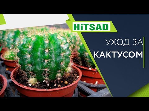 Кактус 🌵Посадка и Уход 🌵 Полезные советы
