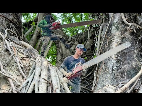 Cưa cây xanh siêu khủng lồ ,Siêu nhánh . Ở tân lợi . Cưa cây kỷ thuật cao