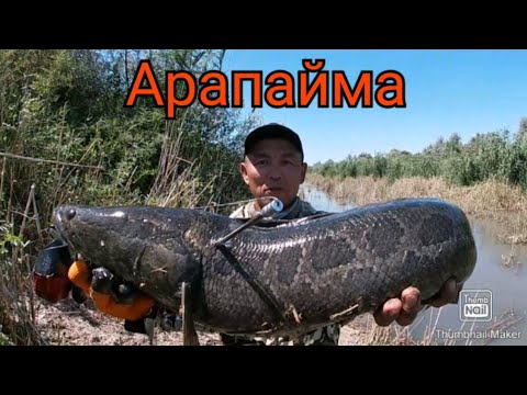 ОХОТА НА МОНСТРОВ С РОГАТКИ...