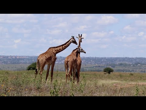 Adult giraffe breaks up a fight with an interesting behaviour
