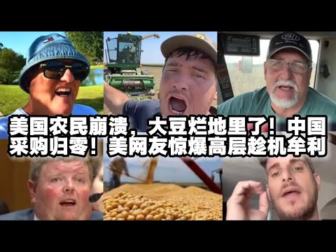 美农民急了，大豆要烂地里了！我们的采购量归零，美网友很担忧