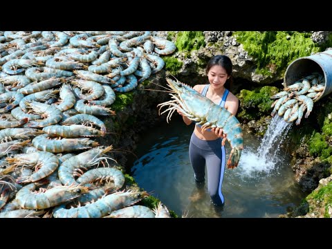 海虾集体 “越狱”？排水口偶遇巨型海虾，往前两步直接闯进虾群包围圈【赶海小章官方频道】