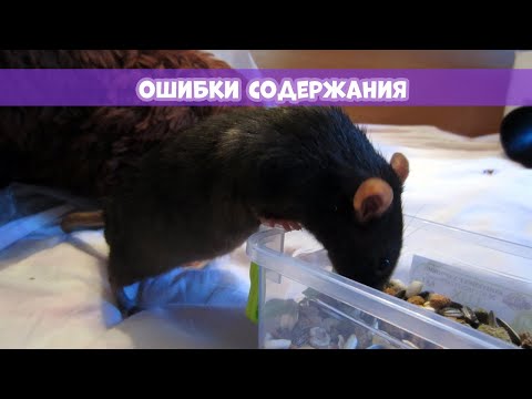 ОШИБКИ СОДЕРЖАНИЯ ДЕКОРАТИВНЫХ КРЫС || Как исправить