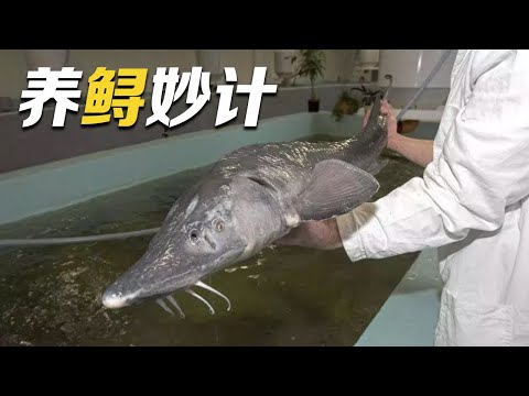 揭开鲟鱼人工养殖的奥妙！从生长环境到水压水温，多方位探索养鱼方法，见证新品种“鲟龙1号”的诞生！|「智慧农业新时代」| 农业致富经