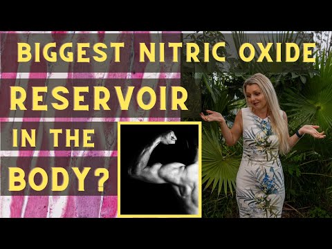 The Biggest Nitric Oxide Reservoir in the Body?
