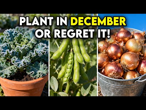 30 Most Productive Crops You Must Plant in December Before it's Too Late
