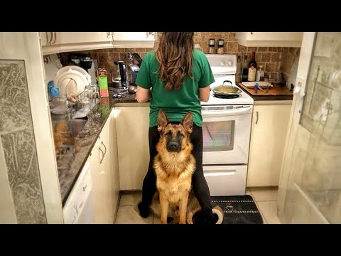When Your Dog Becomes Your Loyal Bodyguard 😂 Funny Dog Videos 2026