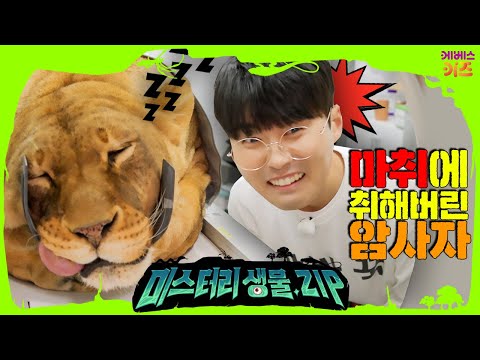 마취 총 맞고 기절해버린 암사자, 사자 건강검진... 괜찮겠지...?ㅣ사자 2편ㅣ미스터리생물집ㅣ꾹tvㅣKBS 230413 방송