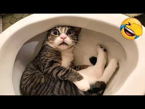 Funniest Cats and Dogs Videos 2025 😼🐶Try Not To Laugh 😂🤣