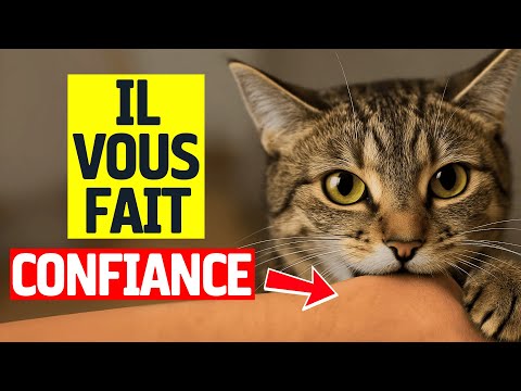 Découvrez Si Votre Chat Vous Fait Confiance