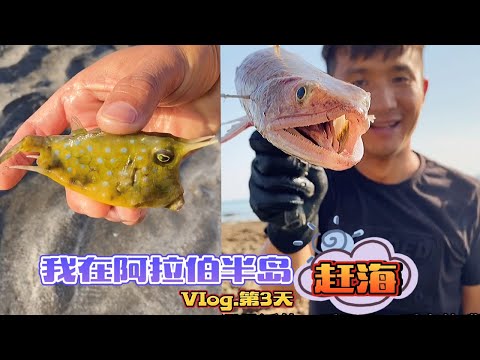 《环球探海记》阿曼~第3天：在阿拉伯半岛赶海就是好，退潮后的海边，就能捡到各种搁浅的鱼！"Global Quest" Oman ~ Day 3！