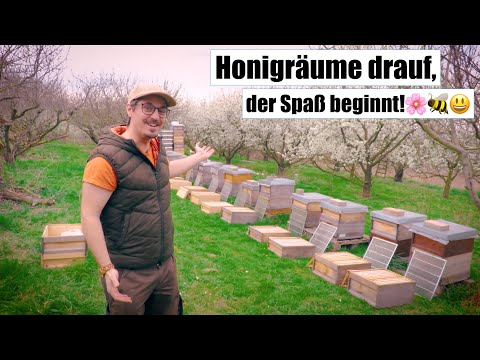 Honigräume drauf, der Spaß beginnt!🌸🐝😃 (Zander 1-zargig, 2-zweizargig, Zander Flachzarge, Zadant)