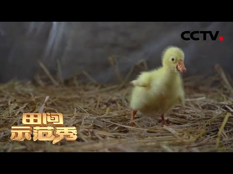 为何总有瘸腿小鹅？养鹅高手一语道破玄机 开启小雏鹅的变身之路 | CCTV「田间示范秀」20200929