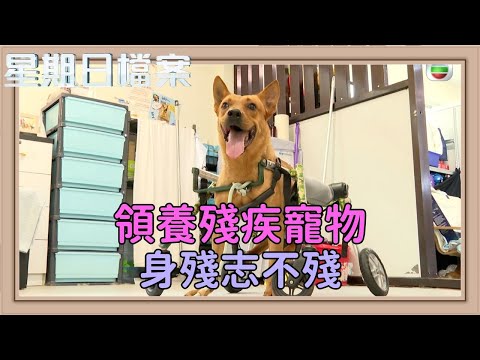 殘疾寵物的獨特魅力 挑戰與感動的故事｜新聞 | 時事 | 資訊節目 | 星期日檔案｜Sunday Report