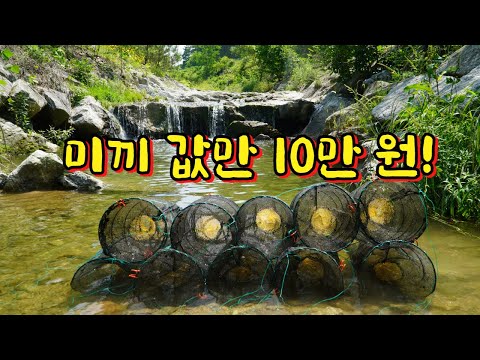 계곡 통발 미끼 테스트! 통발 10개 미끼 10종류 넣고 설치했더니.. 과연 대물 1위 미끼는 ?! (대반전)