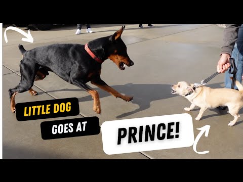 Helping dog reactivity and barking