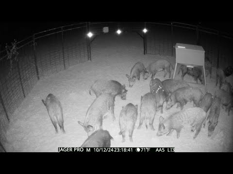 Trapping 26 wild hogs for the biggest payday 💰💰💰of the year!!!