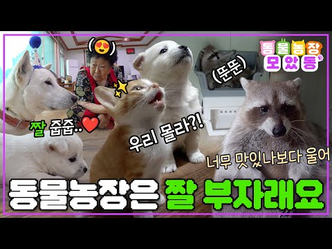 [#모았동물농장] 어? 어디서 많이 본 짤인데?🤔 맞아요 동물농장은 짤 부자예요~🤭 #TV동물농장 #AnimalFarm #SBSstory