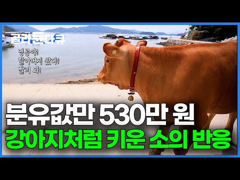 시골 강아지처럼 자랐다. 어미소 대신 직접 우유 먹여가며 키운 소의 놀라운 반응｜반려소 명공이｜한국기행｜#골라듄다큐
