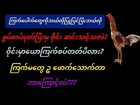 @#ကြက်ပေါက်ကိုဘယ်လိုပြုပြင်ပုတ်ခတ်ပြီးမှဝိုင်းဆင်းသင့်လဲ?ဝိုင်းမှာကြက်စပ်ပုံနှင့်ကြက်မတေဥဖောက်သောက်ခ