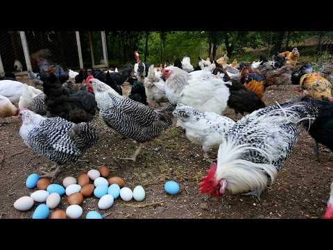 Catching Wild Roosters - Chicken Coop Cleaning and Egg Collection - Natural Parasite Treatment