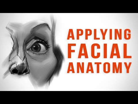 Applying Facial Anatomy to Caricature