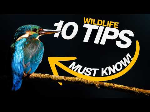 must know wildlife photography tips i wish i knew when i started...