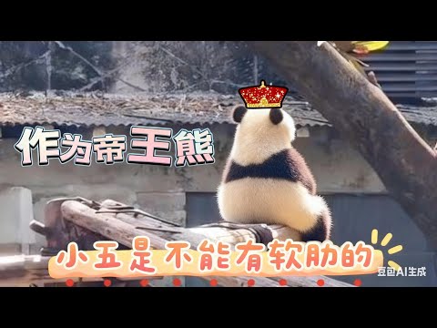 【可愛熊貓】哇哥:天天奇三妹,我不搞点动静,你们怕是想不起谁叫莽小五! #大熊猫莽小五 #莽小五爬树 #大熊猫