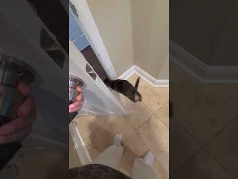 They be wanting to get out so fast. 🫡 #cats #fatties #reliseem