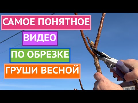 ОСНОВНЫЕ ПРАВИЛА ОБРЕЗКИ ГРУШИ ВЕСНОЙ! НЕ СДЕЛАЙТЕ ОШИБОК!