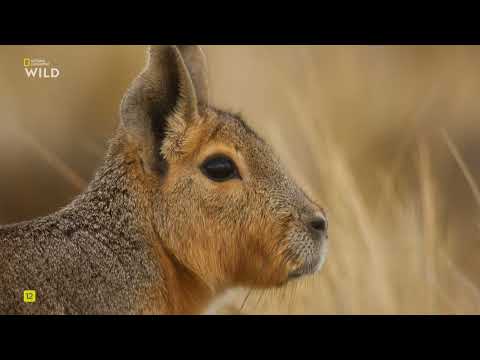 Дикая Аргентина:экстремальная земля,2 Часть.Страна бойцов пума. National Geographic Wild HD смотреть