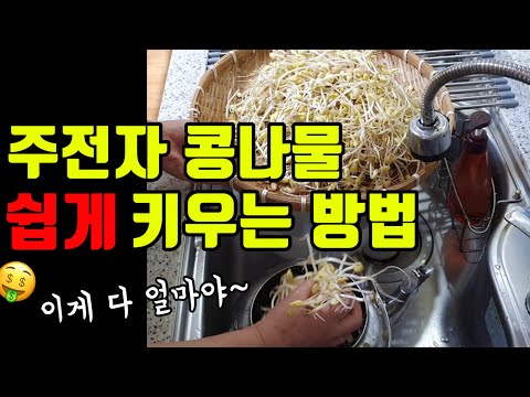 주전자로 쉽고 빠르게 콩나물 키우기