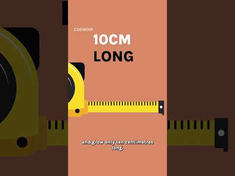 Is this Australia's cutest mammal?